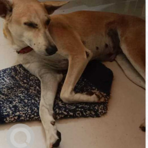 Missing: White-Brown Mix Female Indie Dog from Yediyur lake area, Jayanagar