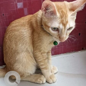 Missing: Orange Male Tabby Cat from Karthikeyapuram, Madipakkam-4
