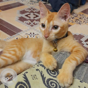 Missing: Orange Male Tabby Cat from Karthikeyapuram, Madipakkam