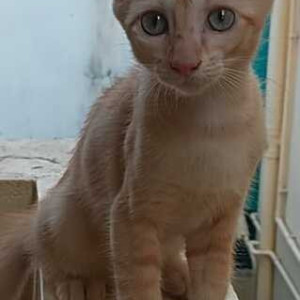 Missing: Orange Male Tabby Cat from Karthikeyapuram, Madipakkam-2
