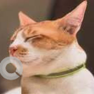 Missing: White-Brown Mix Male Indie Cat from Juhu 4th Road, Guru Smruti Building-2