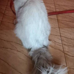 Found: White Not Available Persian Cat from Bicholim-2