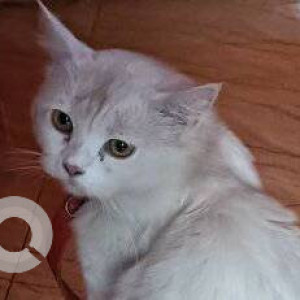 Found: White Not Available Persian Cat from Bicholim