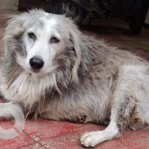 Missing: White and Grey Male Indie Dog from Dusra Chowk Balewadi, India House Lane