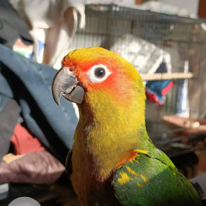 Missing: Green Male Sun Conure Bird from Devyani CHS, Dukkarkhind, Kothrud