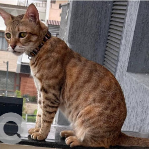 Missing: Black and Brown Female Indie Cat from Sector 99, Emaar Mohalli Hills-2