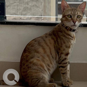 Missing: Black and Brown Female Indie Cat from Sector 99, Emaar Mohalli Hills-3