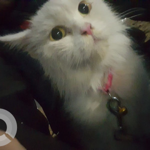 Missing: White Female Persian Cat from Royapettah-2
