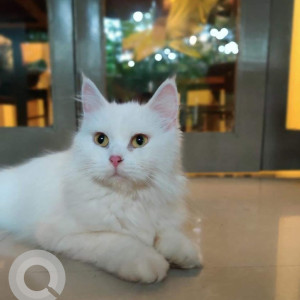 Missing: White Female Persian Cat from Royapettah