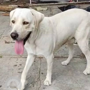 A White Labrador Dog Missing from Krishna Reddy Pet, Hyderabad