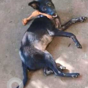 Missing: Black Female Indie Dog from Taranagar, Sanquelim