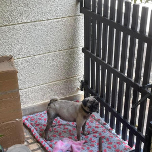 Found: White Male Pug Dog from Nehru Road, Kamanalli, Bangalore-2