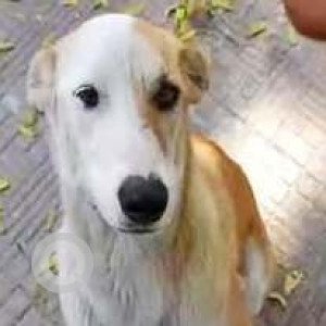 Missing: White-Brown Mix Female Indie Dog from Mandi  Road &NISE Gwal pahari,  New Delhi, Bandhwari along Gurgaon Faridabad