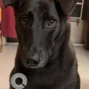 Missing: Black Female Indie Dog from Village Sarai Allawardi, Palam Vihar, Gurgaon-2