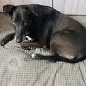 Missing: Black Female Indie Dog from Village Sarai Allawardi, Palam Vihar, Gurgaon-3
