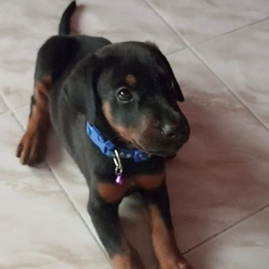 Missing: Black and Brown Male Doberman Dog from Hosur Police Quarters
