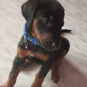 Missing: Black and Brown Male Doberman Dog from Hosur Police Quarters-2