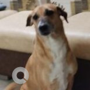 Missing: Brown Female Indie Dog from Ramesh nagar