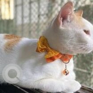 Missing: White Female Indie Cat from Mira Bhayander Residents-3