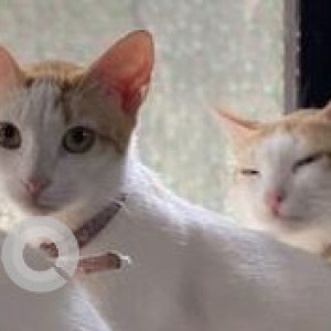 Missing: White Female Indie Cat from Mira Bhayander Residents-2