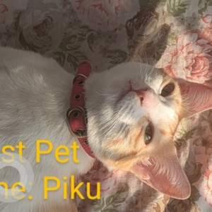 A White-Brown Mix Calico Cat Missing from Mallathahalli, Bengaluru-2