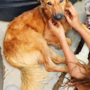 Brown Male Indie Dog is Missing from Hauz Khas