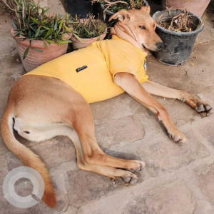 Brown Male Indie Dog is Missing from Hauz Khas-2