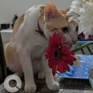 A White-Brown Mix Calico Cat Missing from Mallathahalli, Bengaluru