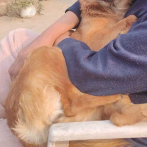 Brown Male Indie Dog is Missing from Hauz Khas-3