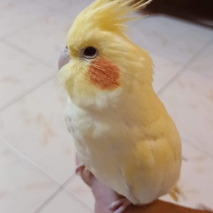 Missing: Other Female Cockatiel Bird from Chinchwad Tanaji Nagar