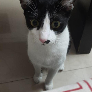 Missing: Black and White Male Indie Cat from Global city international school, Malleshpalya-2