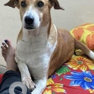 A White-Brown Mix Indie Dog Missing from Sector 110, Gurugram
