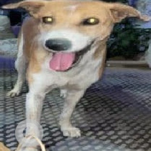 A White-Brown Mix Indie Dog Missing from Sector 110, Gurugram-2