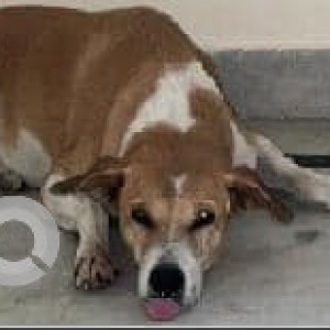 A White-Brown Mix Indie Dog Missing from Sector 110, Gurugram-3