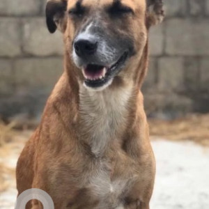 A White-Brown Mix Indie Dog Missing from Jayanagar, Bengaluru-2