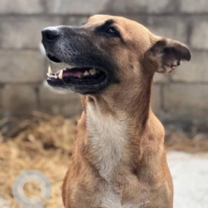 A White-Brown Mix Indie Dog Missing from Jayanagar, Bengaluru