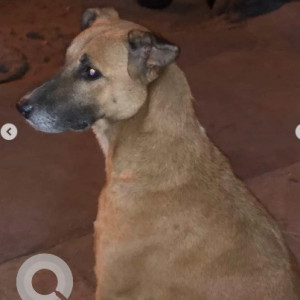 A White-Brown Mix Indie Dog Missing from Jayanagar, Bengaluru-3