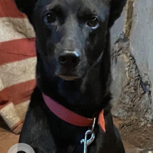 Missing: Black Male Indie Dog from Junaswada Junction, Mandre