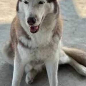 Missing: White-Brown Mix Female Husky Dog from JTPL City, Sector 115 near water tank-2