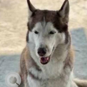 Missing: White-Brown Mix Female Husky Dog from JTPL City, Sector 115 near water tank