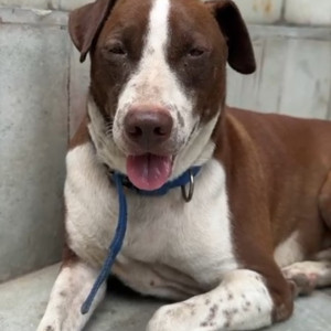 Found: White-Brown Mix Male Pitbull mix Dog from Ramprastha Colony near Surya Nagar-2