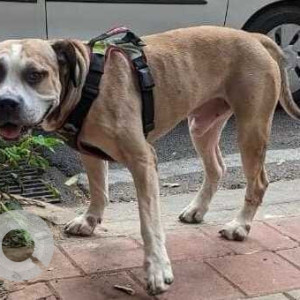 Found: Brown Male Pitbull Dog from Third Wave Coffee, Margosa Road, Malleshwaram