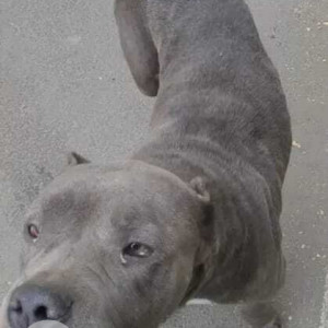 Found: Grey Female PitBull Dog from SB Auto works shop, Bommanahalli