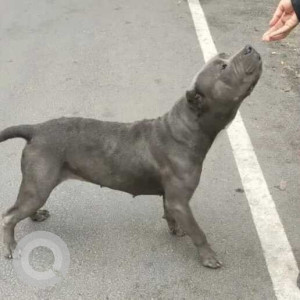 Found: Grey Female PitBull Dog from SB Auto works shop, Bommanahalli-2