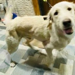Found: White Male Indie Dog from Lohegaon, Pune