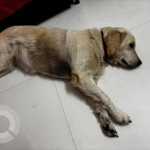 A White-Brown Mix Golden Retriever Dog Found from K Channasandra, Bengaluru