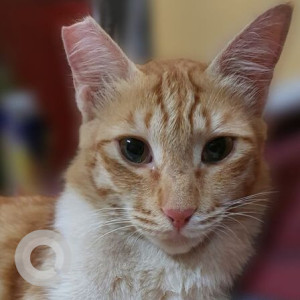 Missing: Orange Female Indie Cat from Aundh-Baner Link Road, Pune