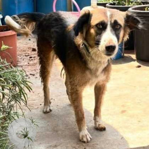 Missing: Black and Brown Female Aspin Dog from Kharadi near yoo villas