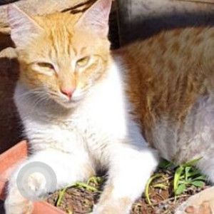 Missing: Orange Female Indie Cat from Aundh-Baner Link Road, Pune-2