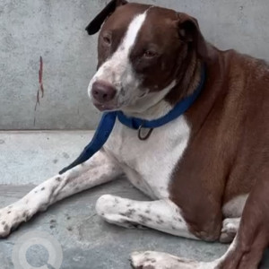 Found: White-Brown Mix Male Pitbull mix Dog from Ramprastha Colony near Surya Nagar